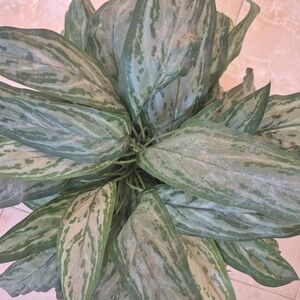 Large Center piece Silk plant Realistic Full With Rattan Pot